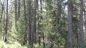 Dense, overgrown forest before thinning.