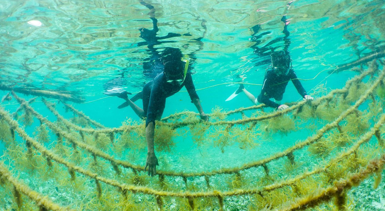 Seaweed farm in Placencia, Belize.