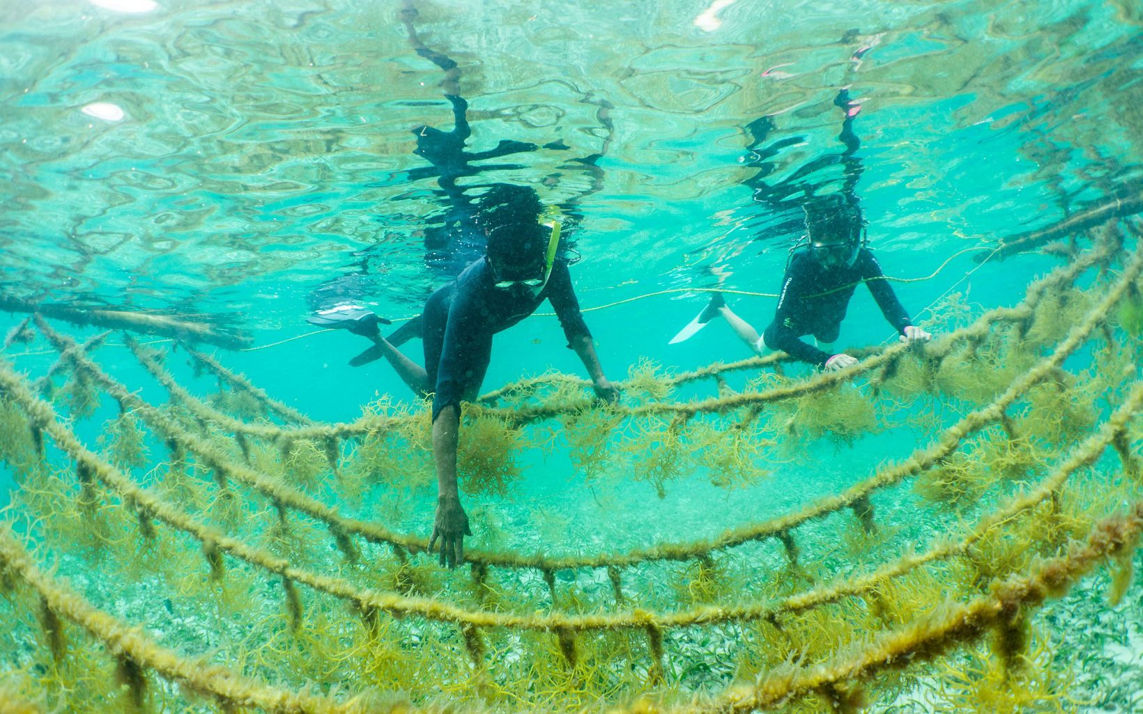Mariko Wallen and Louis Godfrey tend to the seaweed on their farm in Placencia, Belize.