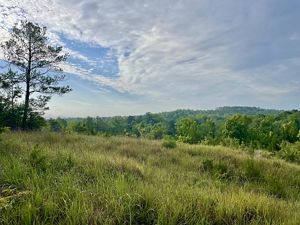 A meadow of green grass covers a small hill.