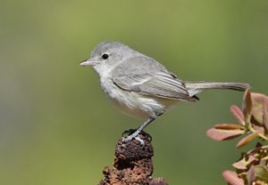 a small gray bird.