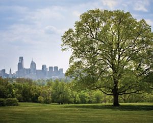 View across the river of the Philadelphia skyline. A tree in the foreground frames the city skyline in the background.