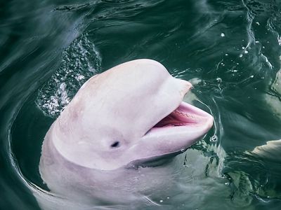 A beluga whale sticks its head out of the water.
