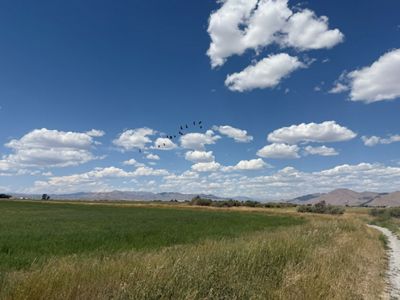 Sandhill cranes fly over a green field with mountains in the background.