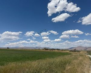 Sandhill cranes flying over field.