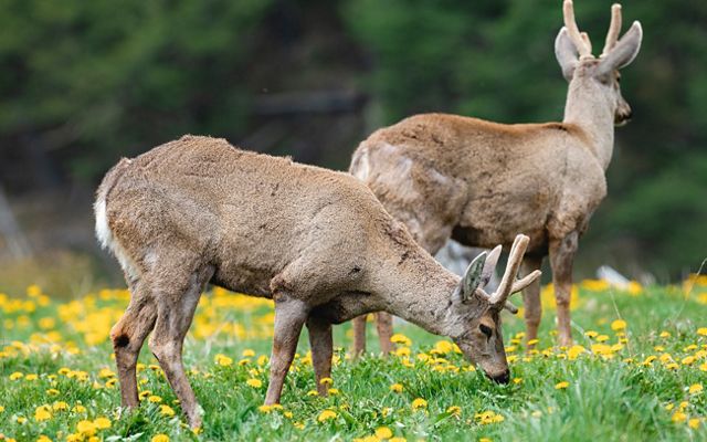 Conserva Puchegüín