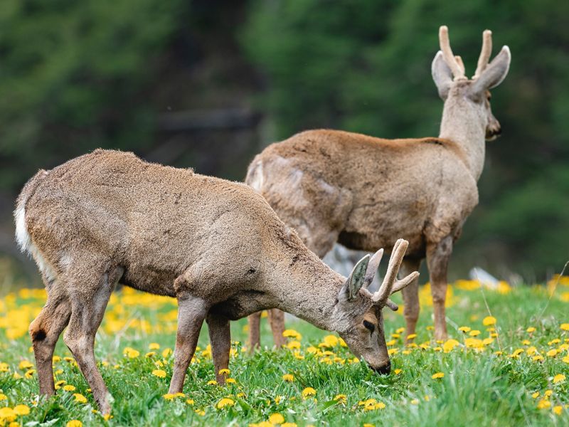Conserva Puchegüín