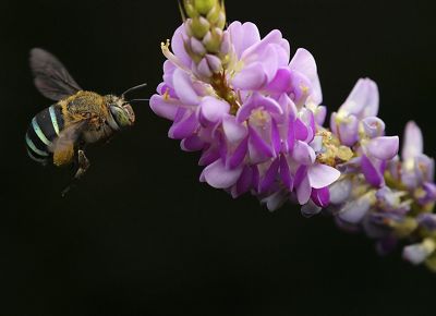 A bee visits a pink flower against a black background