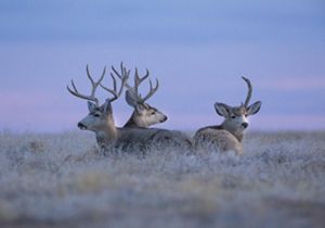 Three mule deer turn their heads as if hearing something as they stand in grasses up to their bodies with a beautiful blue purple sky.