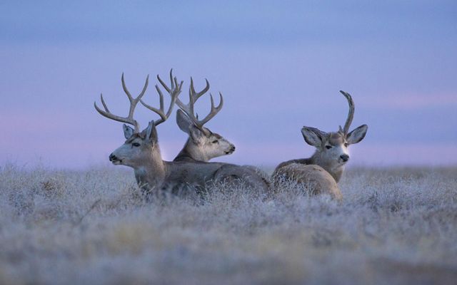 Three mule deer lie in a field at sunrise; the sky is purple.