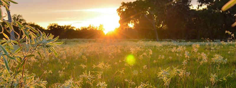 Sunset over a field with trees in background.
