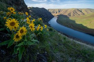 Yellow flowers growing on a hillside with a river flowing underneath.