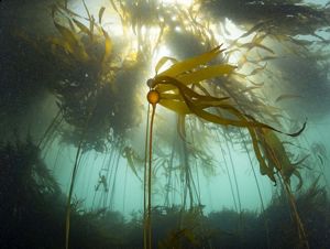 Kelp forest swaying in the water.