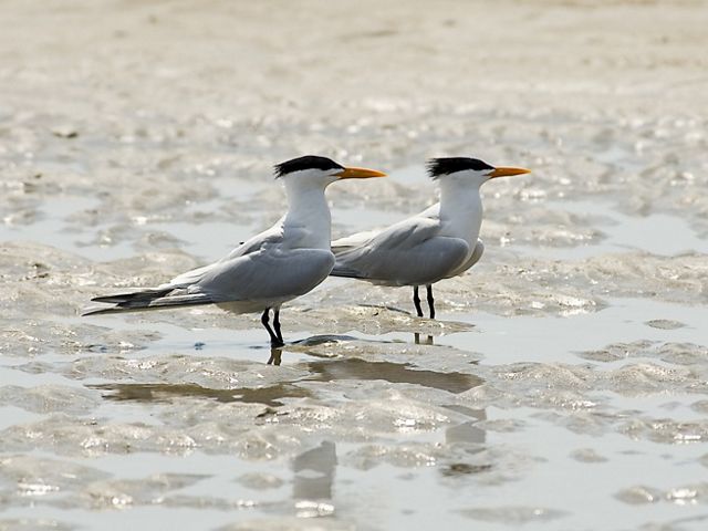 Royal terns wade in the surf. 