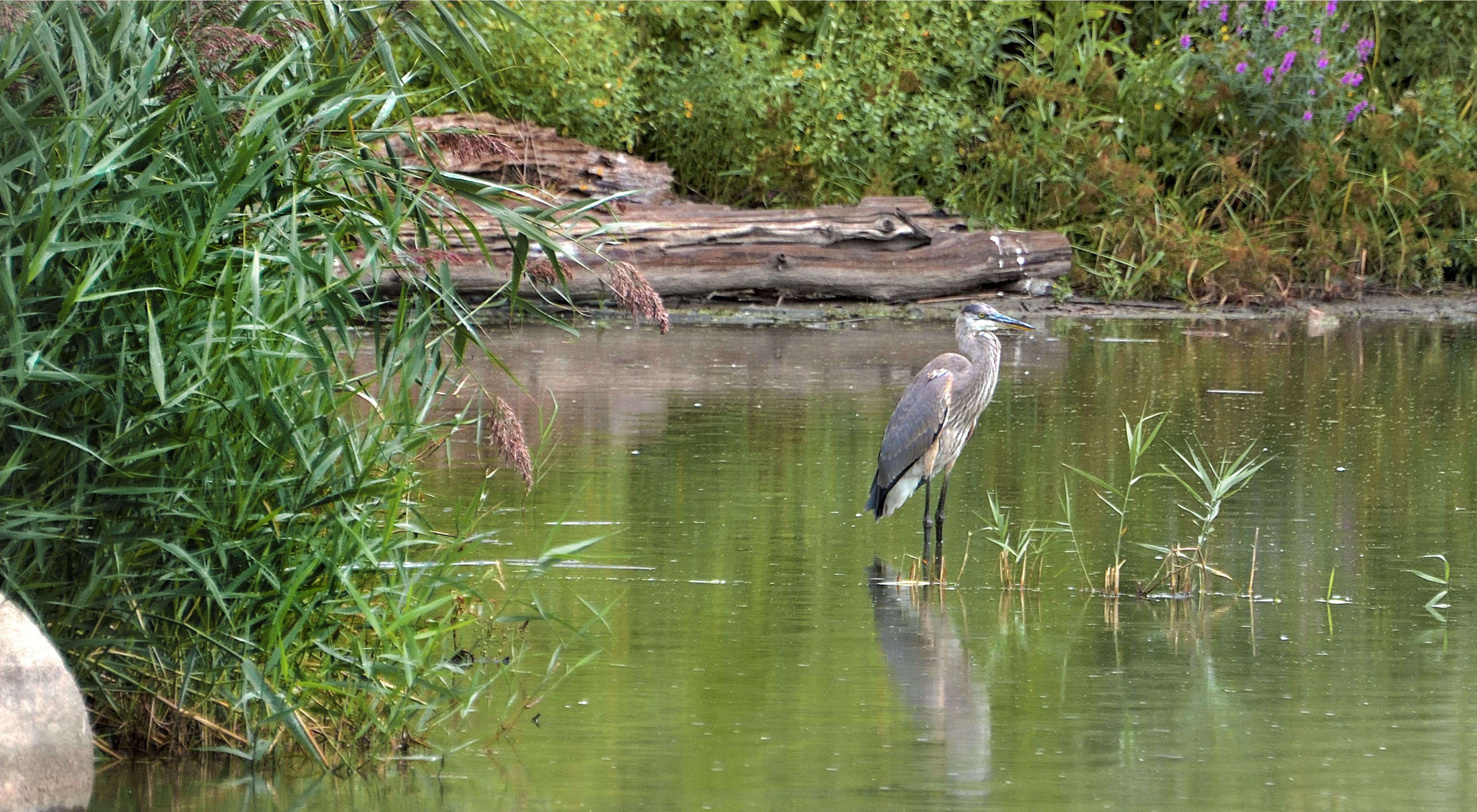 A heron stands in a small pool of water.  