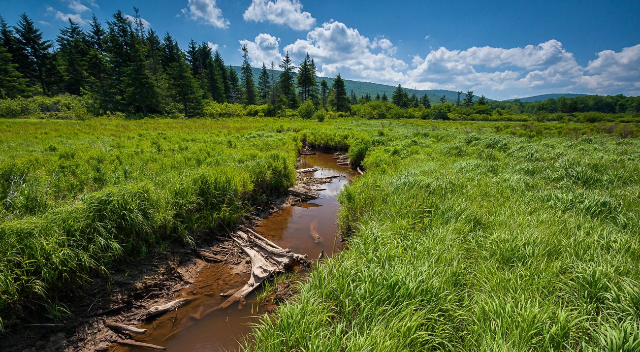 A creek runs through a green, grassy landscape under a bright blue sky.