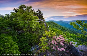View through thick green bushes and pink rhododendron blossoms to blue mountain ridges beyond. The sky overhead is streaked with orange and pink colors.