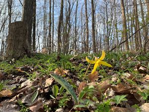 Single yellow trout lily blooms on forest floor.