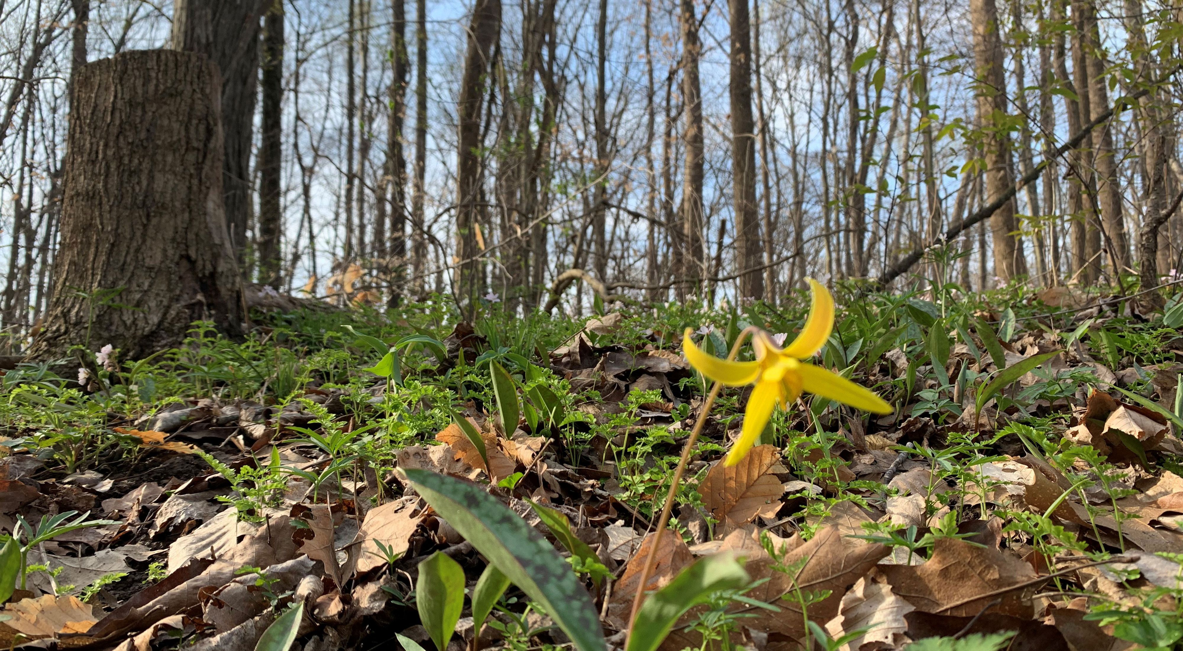 One yellow trout lily blooming on forest floor in springtime.