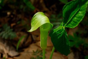 Close-up of a bright green jack-in-the-pulpit.