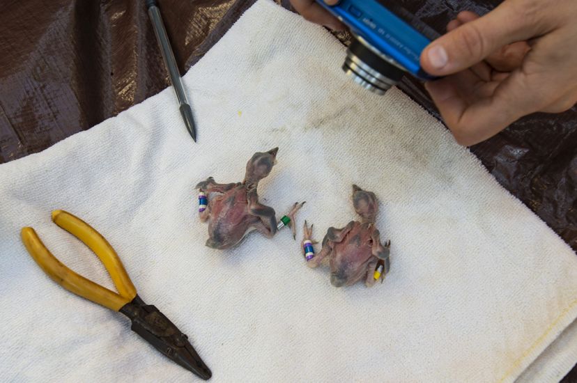 Two featherless woodpecker chicks rest on a white cloth after receiving blue color coded identification bands.
