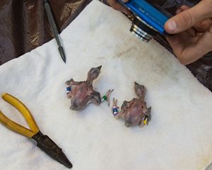 Two small, featherless woodpecker chicks lay on a white cloth. A tool lays nearby, used to secure the ID bands around their thin legs.