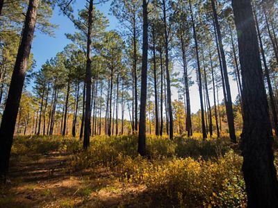 Low green plants grow in the open savanna underneath a widely spaced forest of pine trees.
