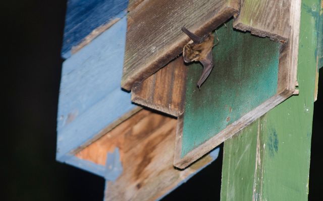 A small brown bat peeks out from a wooden structure.