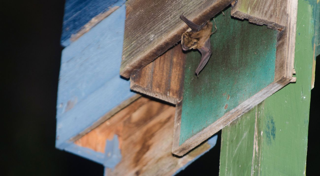 A bat peeks out from a wooden structure.