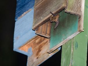 A bat peeks out from a wooden structure.