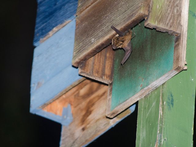 A small brown bat peeks out from a wooden structure.