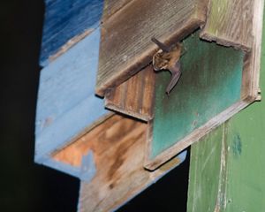 A bat peeks out from a wooden structure.