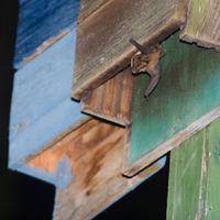 A small brown bat emerges from a wooden structure.