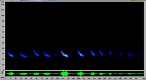 An image of a sonogram from a big brown bat. It contains a dozen blue marks across a black screen.
