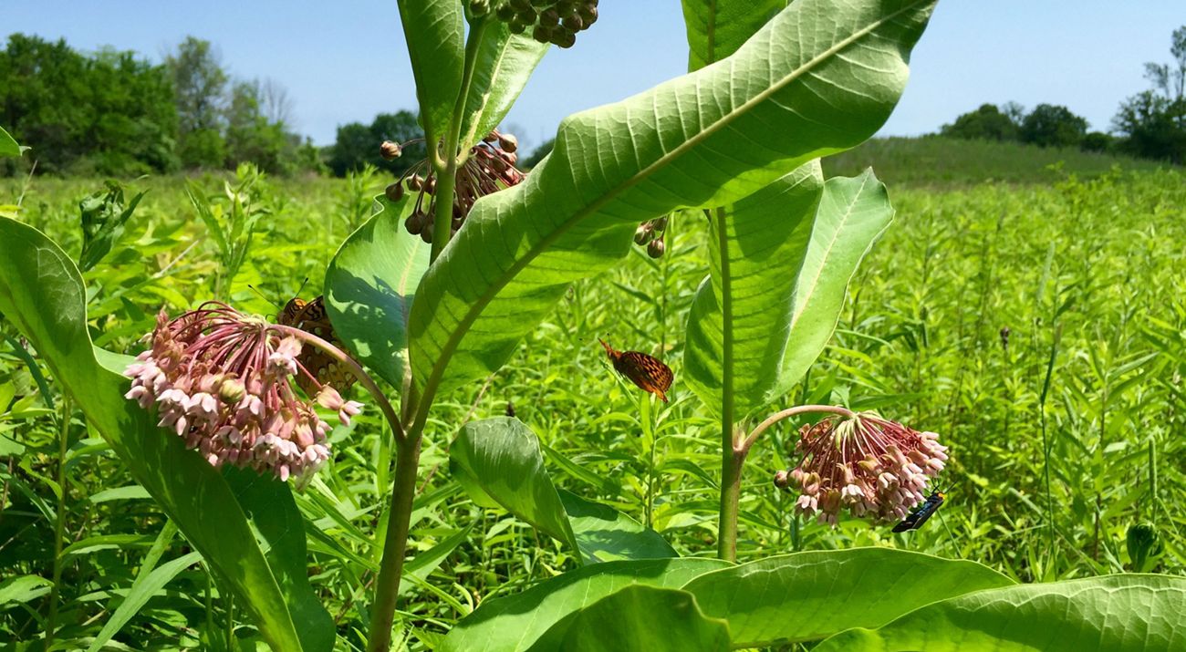 Flowering common milkweed in a meadow.