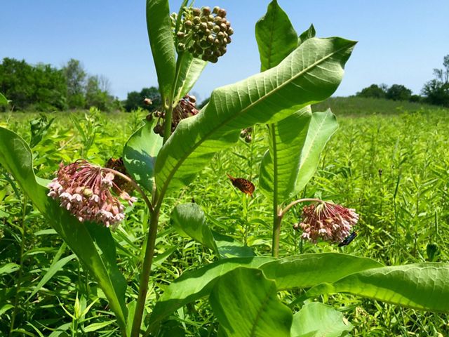 Big Darby Headwaters Milkweed