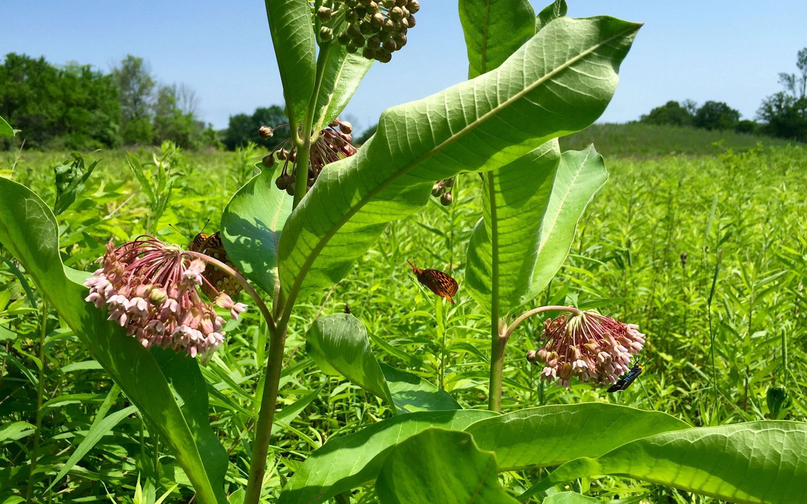 Orange and black butterflies land on the green leaves and pink flowers of a milkweed plant.