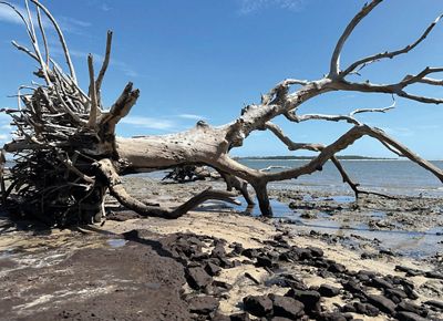 Sculpted by nature, this shoreline boasts a striking beach peppered with massive driftwood trees.