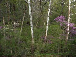 Tall, thin white trees are surrounded by smaller green trees and trees with bright purple flowers at Big Walnut Nature Preserve in Putnam County.