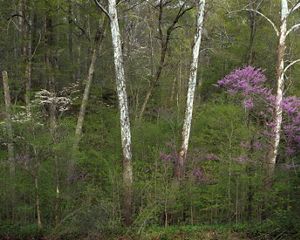 Tall, thin white trees are surrounded by smaller green trees and trees with bright purple flowers at Big Walnut Nature Preserve in Putnam County.