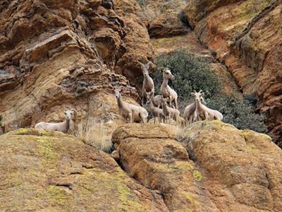Eight bighorn sheep stand together on a large rock formation during the day.
