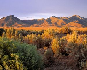Landscape view looking across a vast golden plain filled with scrub and sagebrush with mountains in the distance.