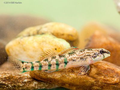 A Cherokee darter, a small and colorful fish, swims among the rocks in Raccoon Creek, Georgia.