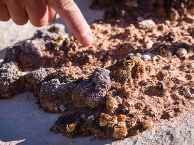 A closeup of a finger pointing at a biocrust. The biocrust has a variety of textures and colors.