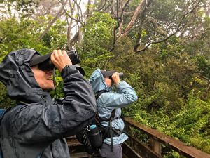 Bird watchers at TNC Waikamoi Preserve on Maui.