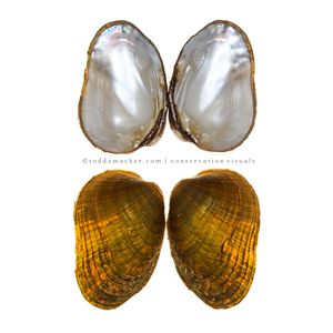 Birdwing pearlymussel over a white background.