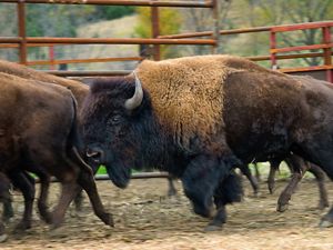 Bison reintroduced to Iowa