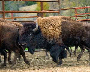 Side view of three bison at a preserve.