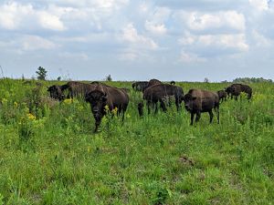 Small herd of bison grazing on green prairie plants beneath blue skies.