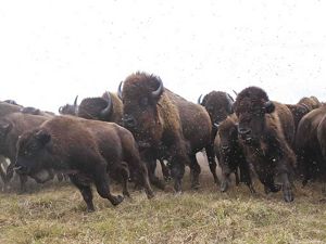 Close-up of a bison herd beginning to stampede.